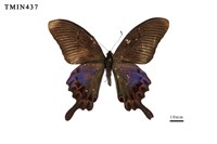 藏品(雙環翠鳳蝶)的圖片